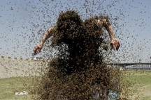 Người đàn ông bị hàng trăm con ong đốt chết, tổ ong nặng gần 46 kg