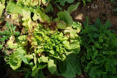 Nông dân lao đao vì hàng trăm ha rau, hoa bị nhiễm bệnh