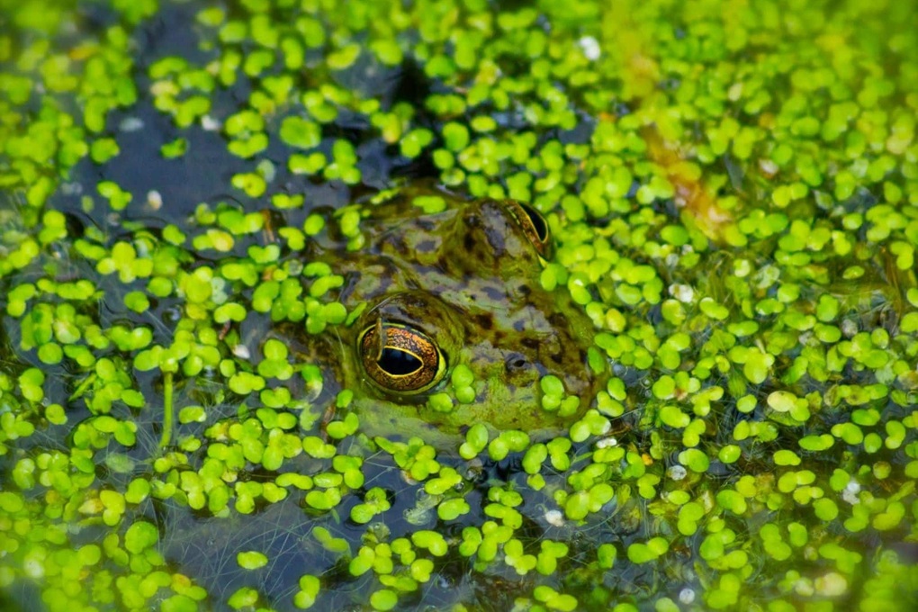 Bèo tấm được ví như siêu thực phẩm mới của thế kỷ 21 - 1 Bèo tấm được ví như siêu thực phẩm mới của thế kỷ 21 - 1