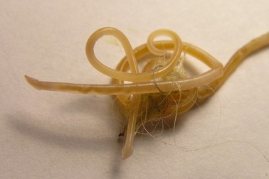 Điểm tâm sáng bằng tiết canh chó, người đàn ông bị liệt tứ chi