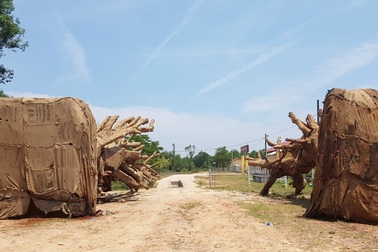 2 cây “quái thú” được kiểm lâm trả cho chủ cây