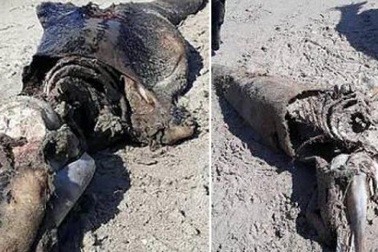 Xác quái vật bí ẩn trôi dạt vào bờ biển Anh quốc