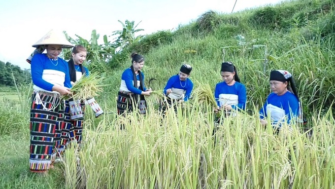Phụ nữ dân tộc Thái  xã Yên Thắng (huyện Lang Chánh - Thanh Hoá) trong mùa gặt   