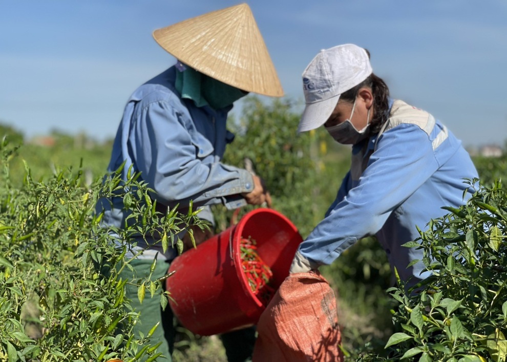 Ớt chín đỏ đồng, nông dân cay mắt chờ thương lái - 4 Ớt chín đỏ đồng, nông dân cay mắt chờ thương lái - 4