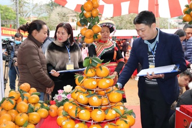 30 đội mang cam sành ra sân vận động "đấu nhau"