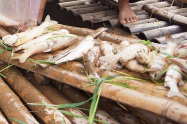 Cá lồng trên sông Mã chết hàng loạt