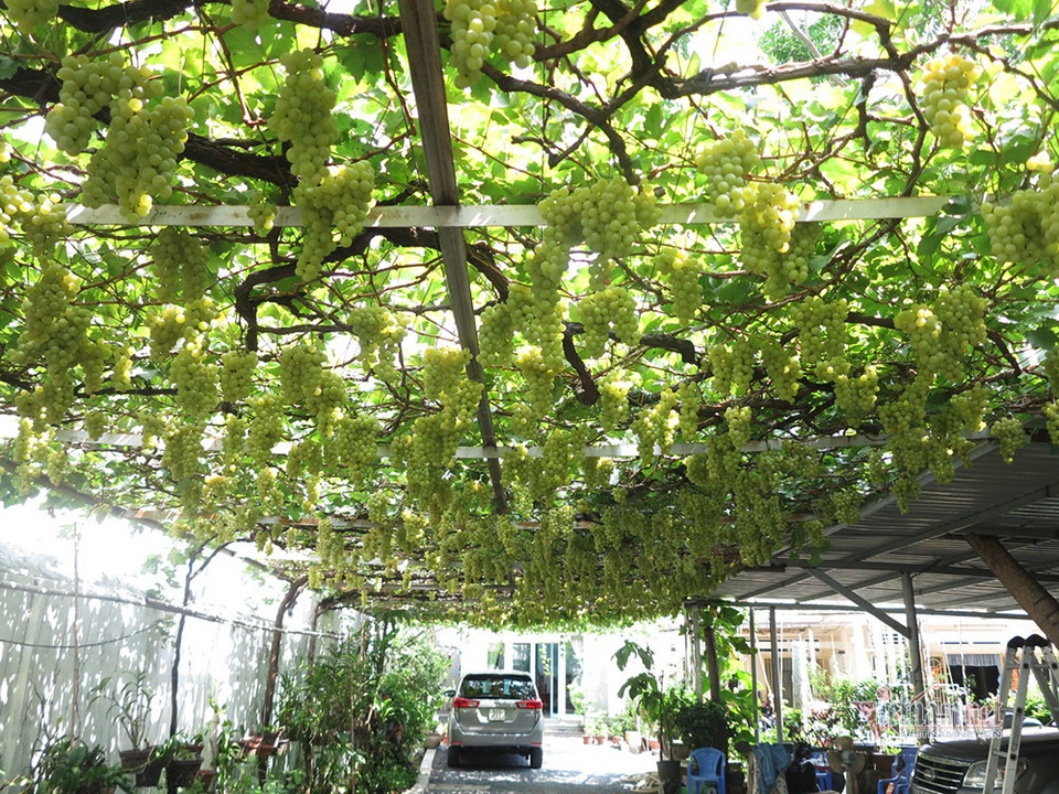 Từ gốc nho bạn tặng, nông dân Sài Gòn thu 500 triệu đồng/năm - 5