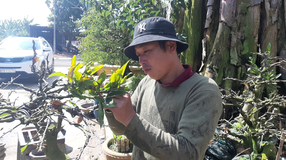 Cận cảnh vườn mai cổ thụ tiền tỷ sắp ra mắt xuân Tân Sửu - 8 Cận cảnh vườn mai cổ thụ tiền tỷ sắp ra mắt xuân Tân Sửu - 8