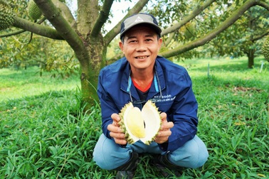 Nhà vườn Huỳnh Quới và hành trình tìm kiếm sự "ngon", "lành" trong từng trái sầu riêng