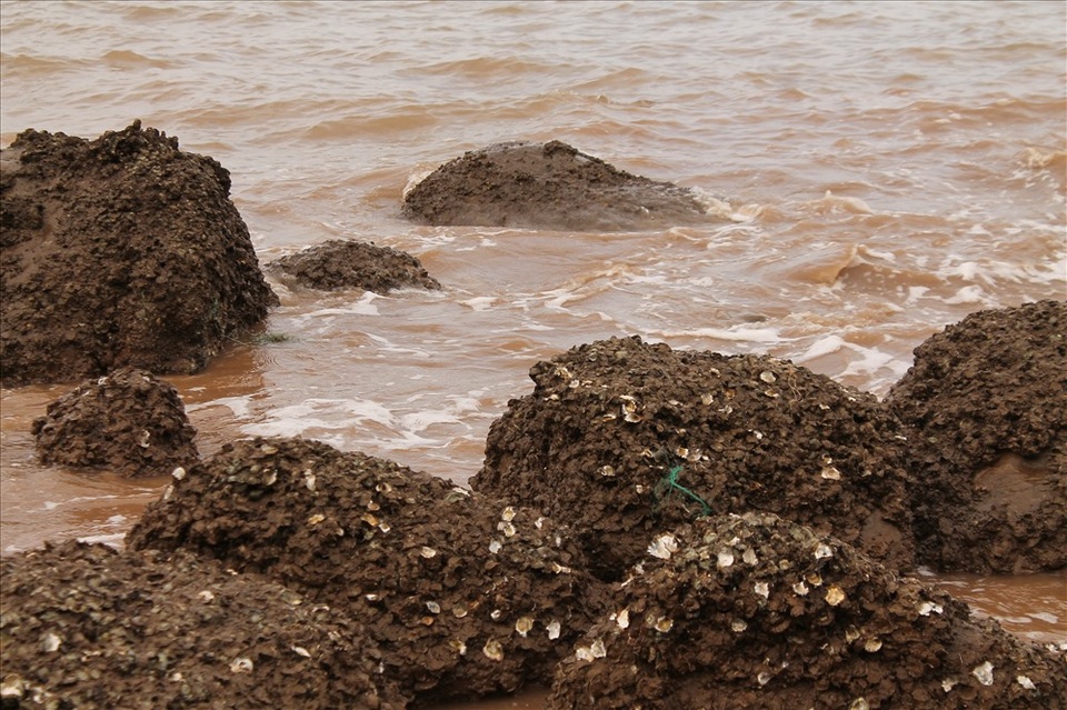 Độc đáo nghề gõ hà biển ở Đồ Sơn - 2