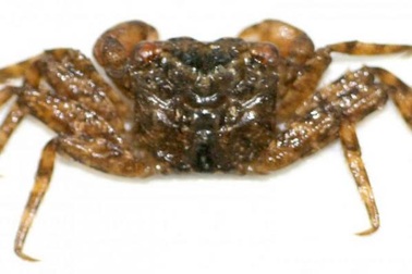 Tìm thấy loài cua mới trèo cây ở Hồng Kông