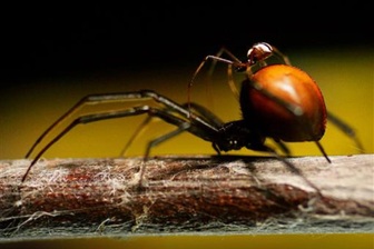 Nhật Bản cấp tập ngăn nhện độc từ căn cứ Mỹ lan ra bên ngoài