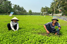 Nông dân bất ngờ đổi đời nhờ trồng rau má trên đất nhiễm phèn