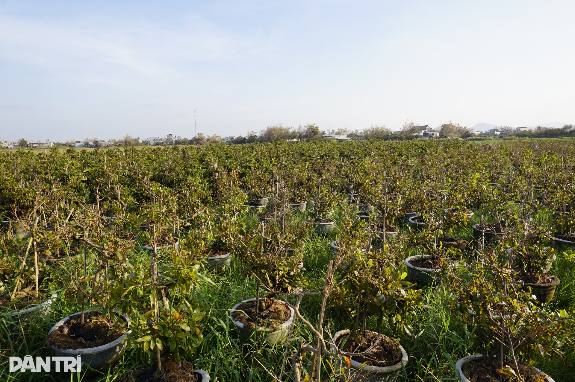 Những ánh mắt buồn ở thủ phủ mai Tết lớn nhất miền Trung sau bão Kalmaegi - 4 Những ánh mắt buồn ở thủ phủ mai Tết lớn nhất miền Trung sau bão Kalmaegi - 4