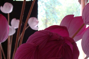 Ngắm hoa sen giấy thất truyền 50 năm