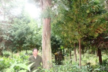 Gặp người trồng hơn 2.500 gốc gỗ quý Sa mu, Pơ mu trên dãy Trường Sơn