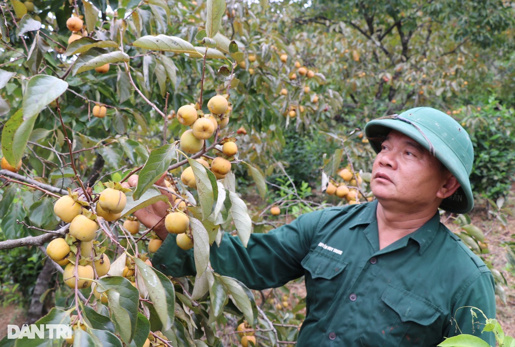 Một xã thu hàng chục tỷ đồng từ loại quả ngâm 3 ngày mới ăn được - 1