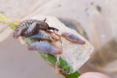 "Thủ phạm" ăn sạch ngao giống của dân là con rết biển