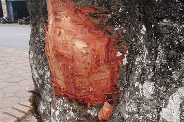 Vì sao hàng loạt cây xà cừ cổ thụ trên đường Láng bị đẽo vỏ?