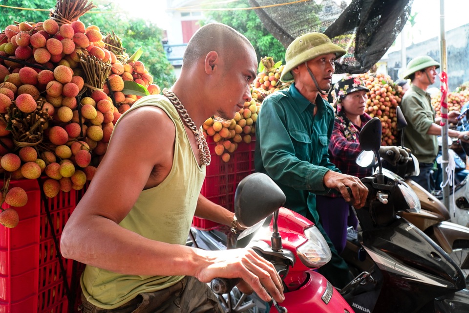 Thương lái nườm nượp thu mua vải Thanh Hà chín sớm - 2 Thương lái nườm nượp thu mua vải Thanh Hà chín sớm - 2