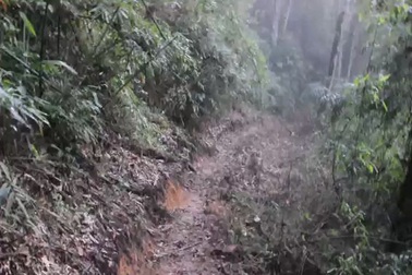 Con đường dẫn đến các cây pơmu cổ thụ trên đỉnh Trường Sơn