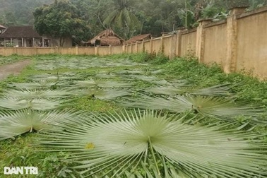 Kiếm nửa triệu đồng mỗi ngày nhờ nghề "ăn cơm dưới đất, làm việc trên trời"