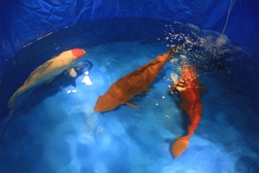 Hà Nội: Xuất hiện con cá chép Nhật giá 200 triệu đồng 