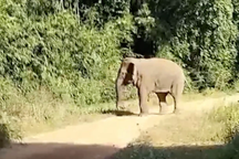 Người dân làng Tà Lài ra ruộng ngủ lại để đuổi voi