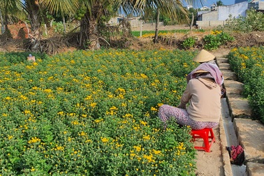 Nông dân làng hoa Mỹ Bình buồn vì cảnh được mùa rớt giá