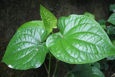 10 vị thuốc Đông y quanh nhà tốt cho bệnh cơ xương khớp