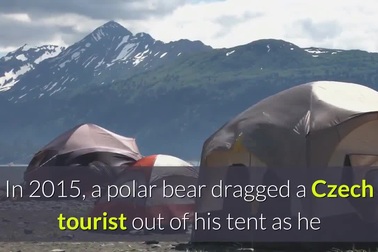 Du khách bị gấu Bắc Cực cắn tử vong