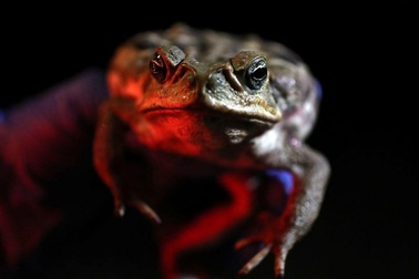 Sau ong bắp cày, nước Mỹ đối mặt với vấn nạn cóc độc khổng lồ