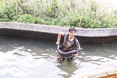 Lên chốn bồng lai… lai rai chuyện cá tầm