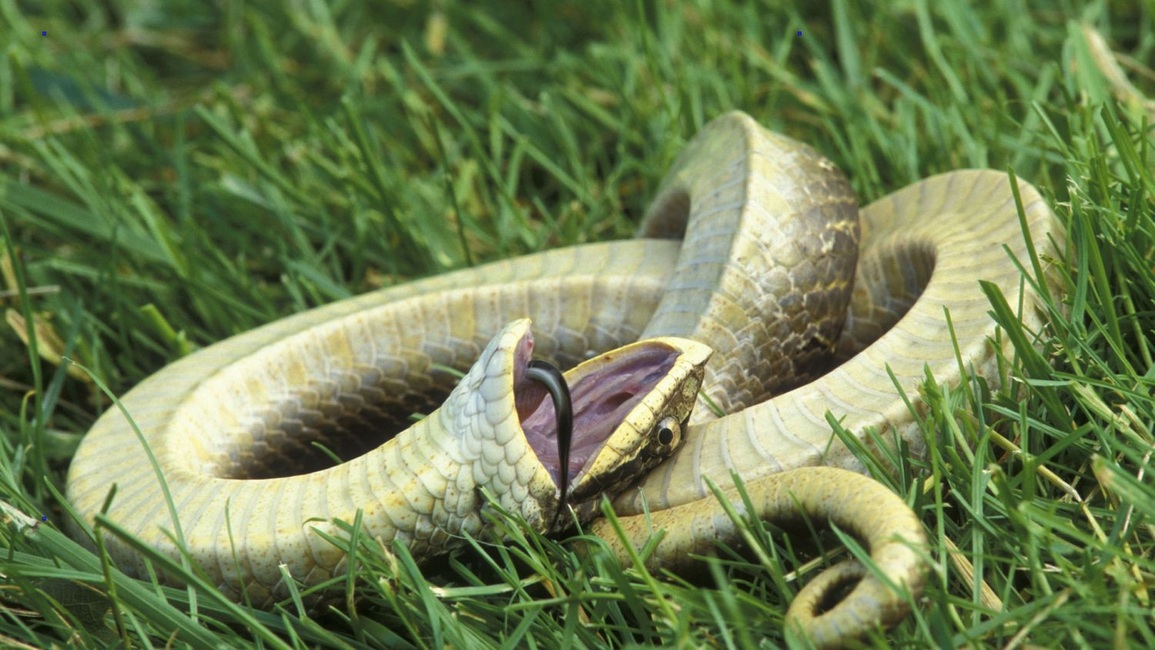 Rắn mũi hếch hognose nằm ngửa ra giả chết khi gặp nguy hiểm (Ảnh: Tco). Rắn mũi hếch hognose nằm ngửa ra giả chết khi gặp nguy hiểm (Ảnh: Tco).