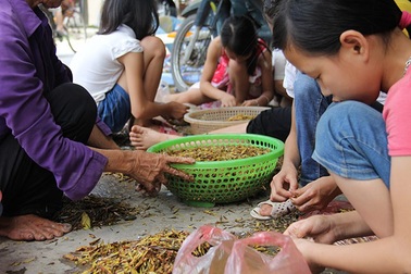 Nghề lạ: Nhặt cánh côn trùng cũng có tiền