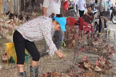 Khẩn cấp ứng phó với các chủng cúm H7N9 trên người