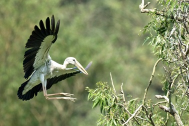 Ngắm vẻ đẹp hoang dã các loài chim ở Thung Nham
