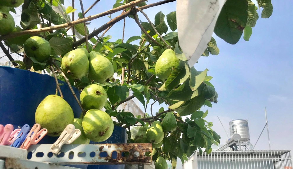 Khu vườn ngập rau xanh giữa Sài Gòn, muốn ăn thực phẩm sạch lúc nào cũng có - 8