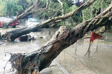 Mưa đá, gió giật mạnh làm đổ nhiều cây, hư hỏng ô tô ở Đền Hùng