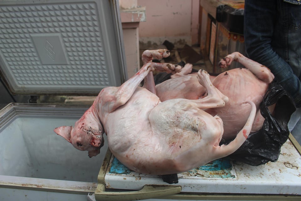 Băng “cẩu tặc” thực hiện hơn 100 vụ đánh bả khiến chó, mèo chết hàng loạt - 3 Băng “cẩu tặc” thực hiện hơn 100 vụ đánh bả khiến chó, mèo chết hàng loạt - 3