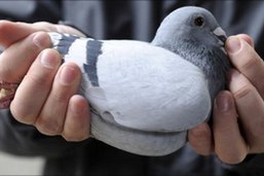 Chim bồ câu “buôn lậu” ma túy