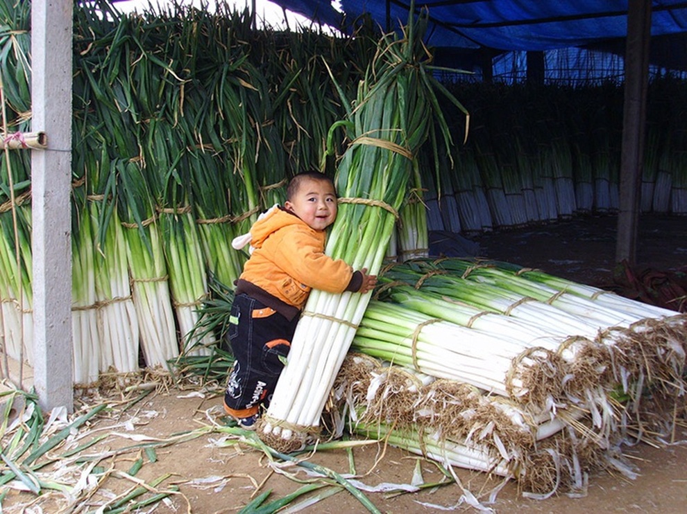 Khám phá nơi trồng giống hành lá khủng nhất thế giới - 1 Khám phá nơi trồng giống hành lá khủng nhất thế giới - 1