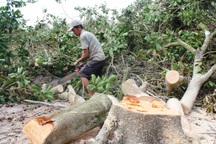 Nông nghiệp Việt Nam đang đứng trước "3 biến"