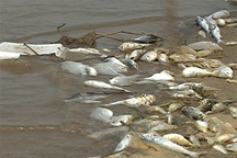 Xác định nguyên nhân cá chết trên sông Trà Khúc