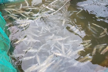 Con nhảy tanh tách, tiền triệu mỗi kg vẫn không có để bán