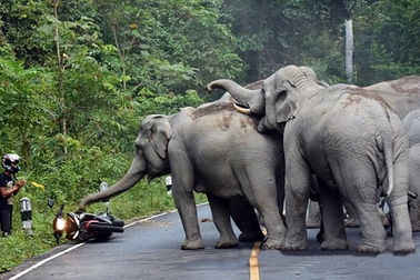 Hãi hùng cảnh đàn voi điên cuồng tấn công người đi xe phân khối lớn