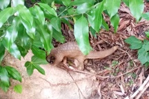 Phát hiện cá thể tê tê quý hiếm trong vườn nhà dân