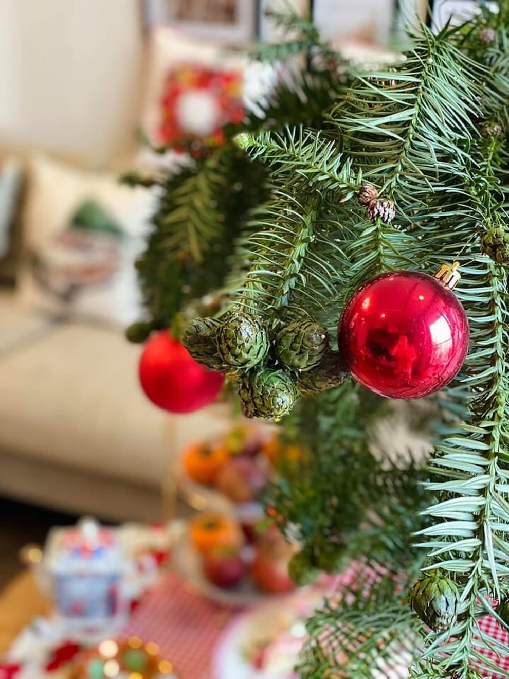Thông Noel đi máy bay về Việt Nam giá chục triệu đồng/cây vẫn hút khách - 3 Thông Noel đi máy bay về Việt Nam giá chục triệu đồng/cây vẫn hút khách - 3