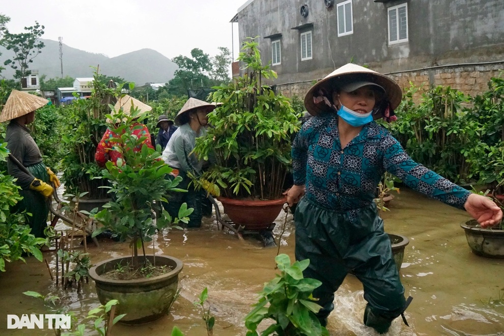 Nông dân dầm mình trong mưa lũ cứu mai - Bình Định -27 -10 - 2021 - Doãn Công -3 Nông dân dầm mình trong mưa lũ cứu mai - Bình Định -27 -10 - 2021 - Doãn Công -3