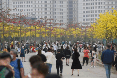 Chen chân chật kín tại con đường hoa phong linh "hot" nhất Hà Nội